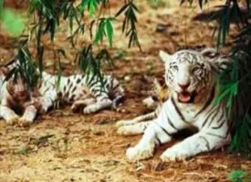 Similipal National Park (Tiger Reserve/Wildlife) visiting hours