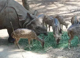 Thiruvananthapuram Zoo visiting hours