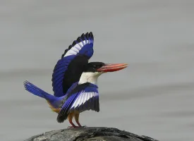 Dr. Salim Ali Bird Sanctuary