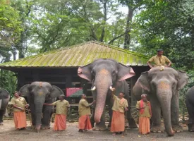 Kodanand Elephant Training Centre visiting hours