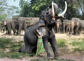 Pattaya Elephant Village visiting hours