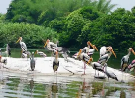 Kumarakom Bird Sanctuary visiting hours