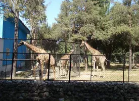 Almaty Zoo visiting hours