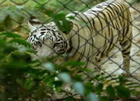 Lucknow Zoo visiting hours