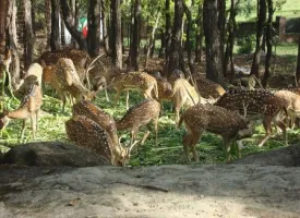 Malsi Deer Park visiting hours