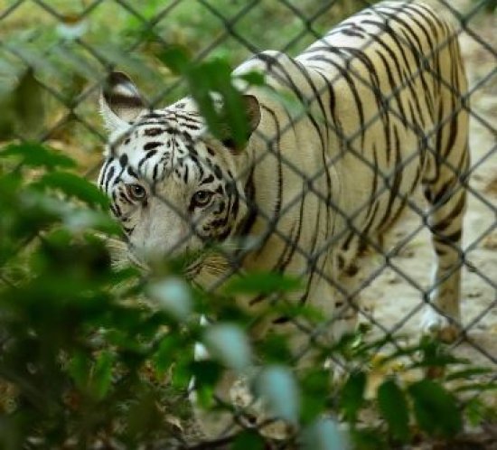 Lucknow Zoo timings, lucknow. Location, Entry Fees, Opening Hours, Closing  Time