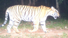 Satkosia Tiger Reserve