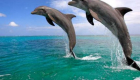 Satpada Dolphin Reserve